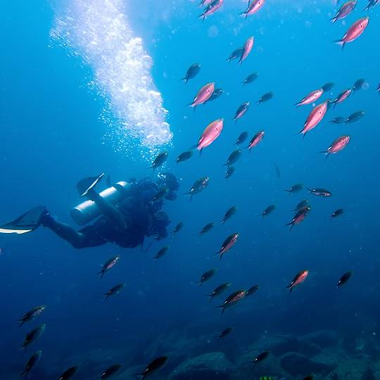 Découvrez les fonds marins corses réputés dans le monde pour leur diversité