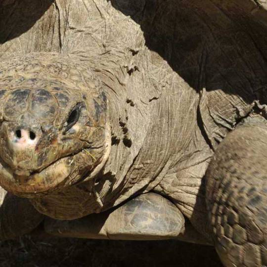 Découverte en Corse de la plus grande réserve de tortues d'Europe